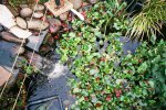 Another winter pond pic.jpg