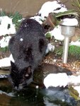 pond-04-20Jan2013.JPG