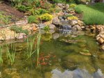 pond 790.jpg