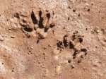 Raccoon Tracks.jpg