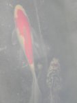 Fish from Pond Kid and fantial Speck .JPG