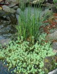 Japanese Reed in pond.JPG