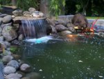 water fall with airstone.jpg