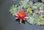 DSC_7775.JPG