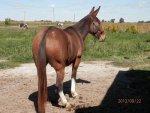 Mule showing dorsal stripe and long tail.JPG