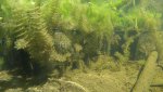 cat tails.jpg