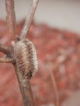 Praying Mantis egg sac 3.JPG