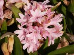 Pink hyacinths.JPG Pink hyacinths.JPG