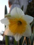 Daffodil.JPG Daffodil.JPG