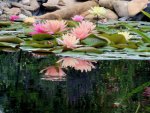 Calm waters by addy1.jpg Calm waters by addy1.jpg