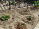summer garden 007.jpg summer garden 007.jpg