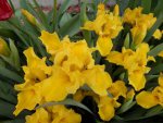 Dwarf yellow irises.JPG