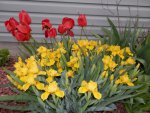 Red tulips behind dwarf irises.JPG
