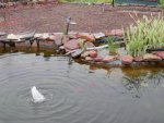 fountain up and running again.JPG