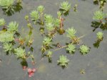 Parrot's Feather and Ludwigia in stream.JPG