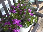2005 Bougainvilla.jpg