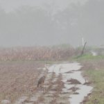 Out in the field.JPG