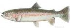 rainbow trout.jpg