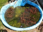 My swimming pool of algae and ludwegia coming back to life.JPG