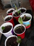 Green and white and green and pink caladiums started from bulbs.JPG