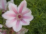 Pink clematis .JPG