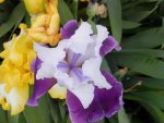 Purple and white iris.JPG