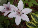 Two pale pink clematis.JPG