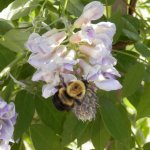Bumblebee on wisteria.JPG