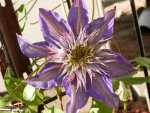 Very large purple blue clematis.JPG