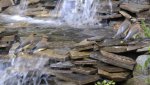 Cedar Waxwings in for a bath by Event Horizon.jpg