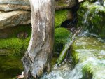 Chillin out on my mossy rock! by taherrmann4.jpg Chillin out on my mossy rock! by taherrmann4.jpg