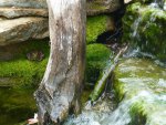 Chillin out on my mossy rock! by taherrmann4.jpg