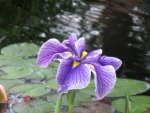 Eensy Weensy Spider... by Carolyn22.jpg Eensy Weensy Spider... by Carolyn22.jpg