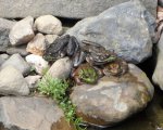 Frogs by max384.jpg Frogs by max384.jpg