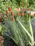 Mini cattails 2.JPG