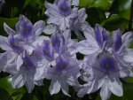 water_hyacinth_bloom8gpf.jpg