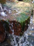 algae on waterfall.JPG