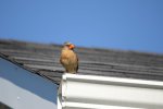 DSC_2151.JPG