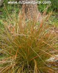 1carex-testacea2.jpg