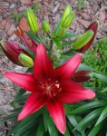 Deep red Asiatic lily.JPG