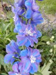 Delphinium.JPG