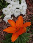 Orange pixie asiatic lily.JPG