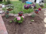 Petunia planters and newly planted area.JPG