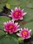 Pink lilies and parrots feather.JPG