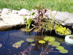 pond 005.JPG pond 005.JPG