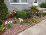 So much color in front flower bed - Copy.JPG