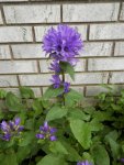 Purple flower.JPG