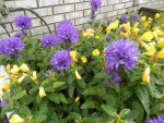 Sandys purple and yellow flowers.JPG