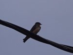 Baby barn swallow right above my deck.JPG