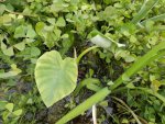 Elephant ear from T'Mann.JPG